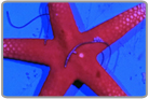 Red Fromia Starfish